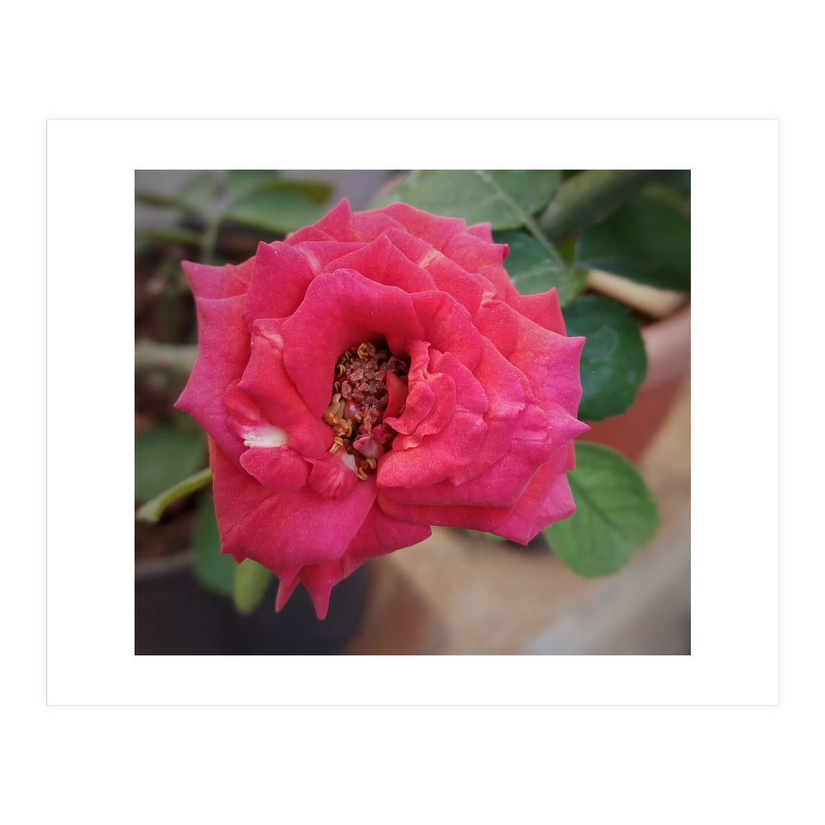 Blooming Red Rose (Print Only)