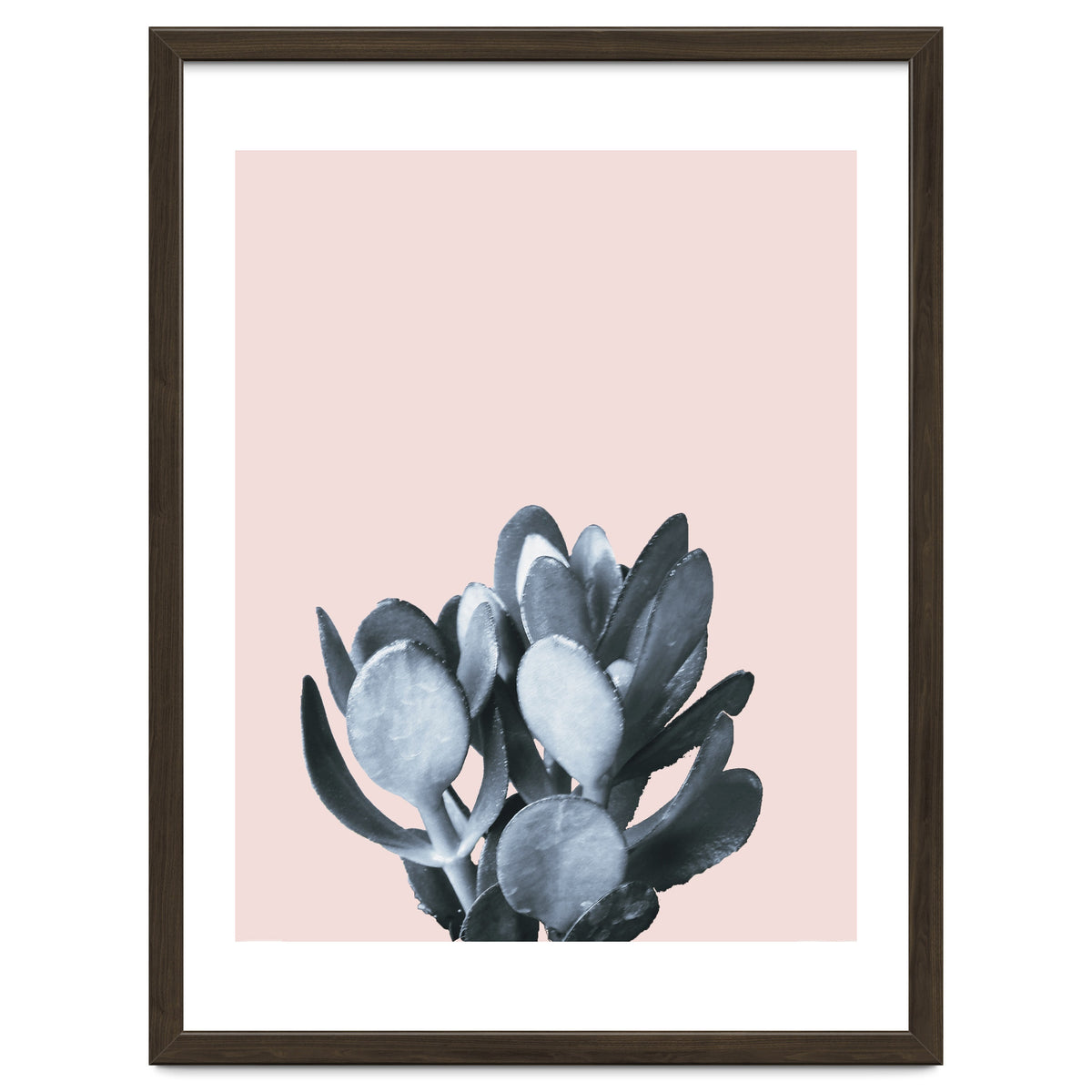 Cactus collection BL-II