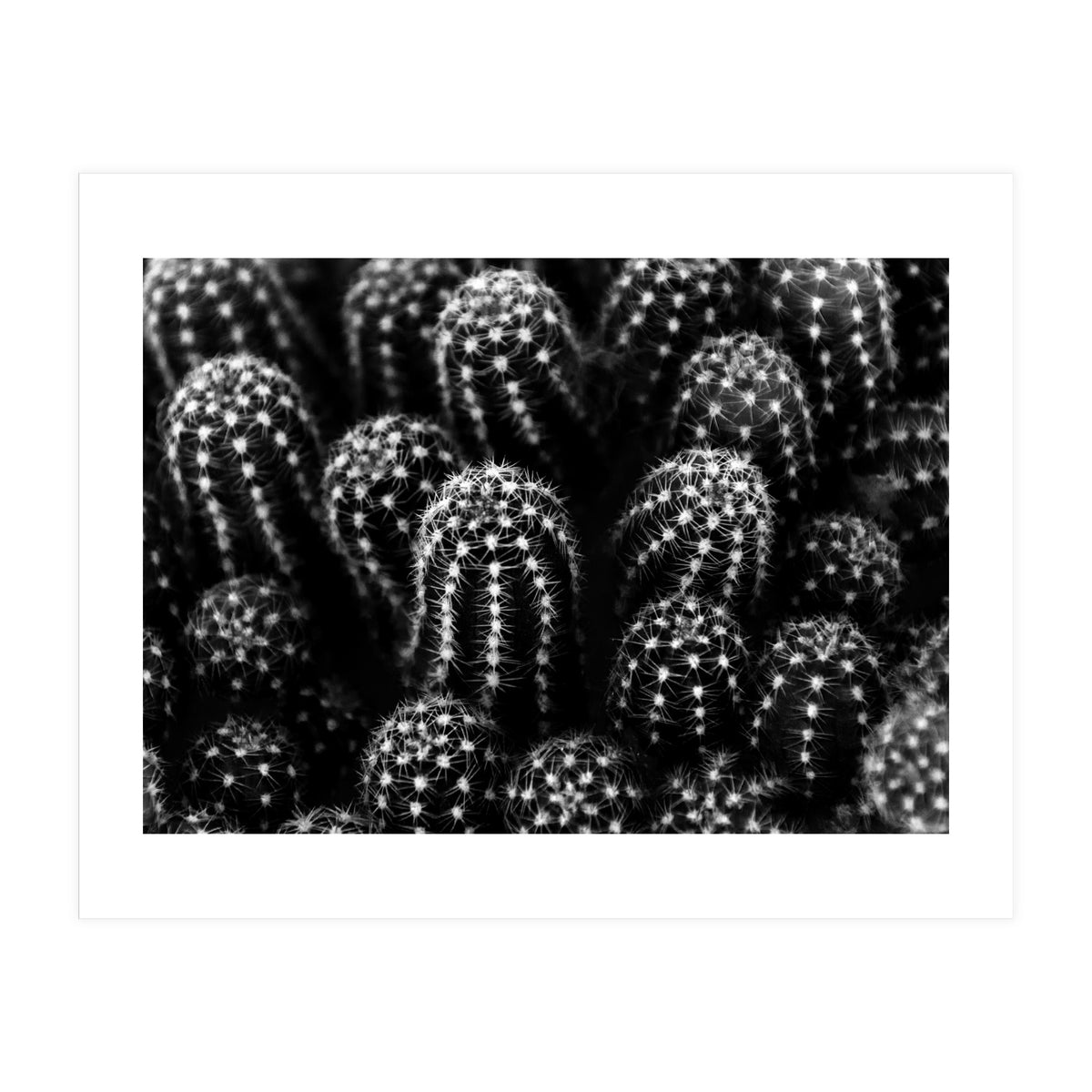 Cactus (Print Only)