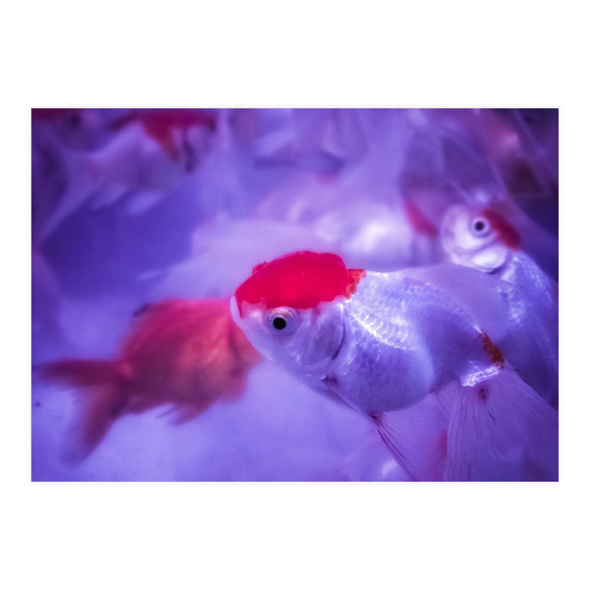 Golden Fish (Print Only)