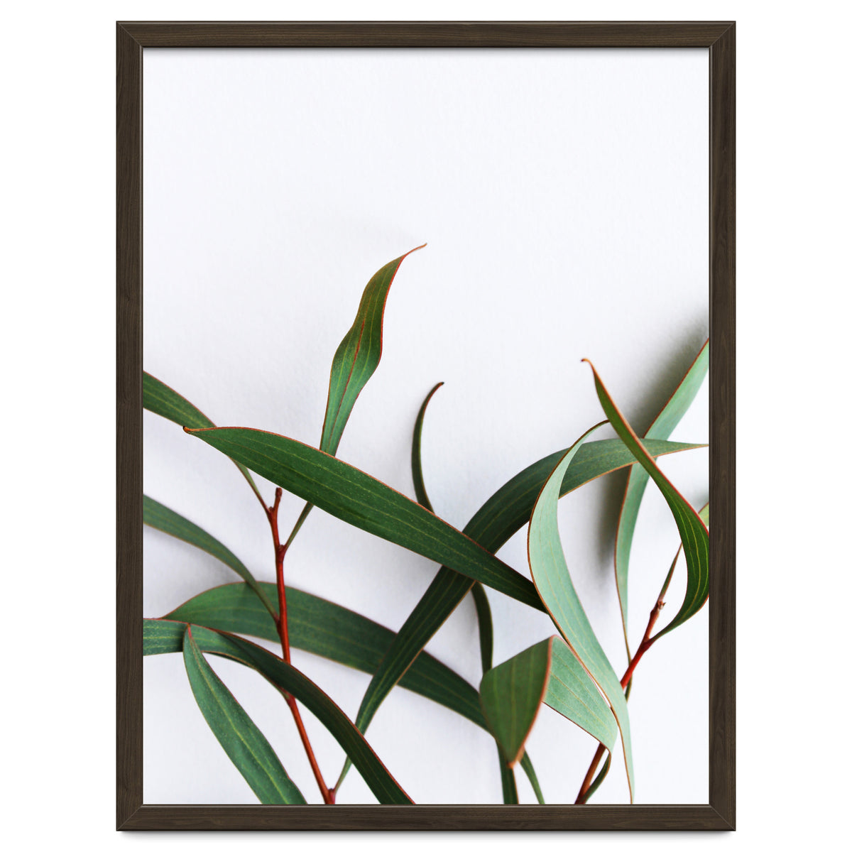 Green Eucalyptus leaves