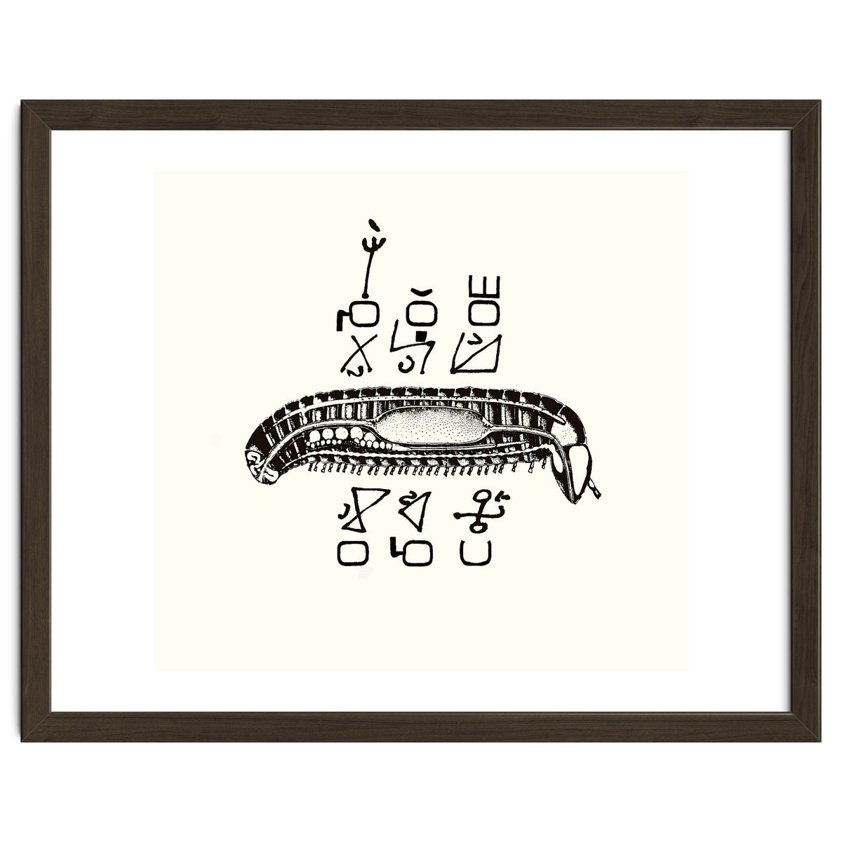 Diplopod David Felix