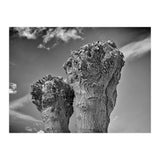 Cut down 2 (Print Only) thumbnail