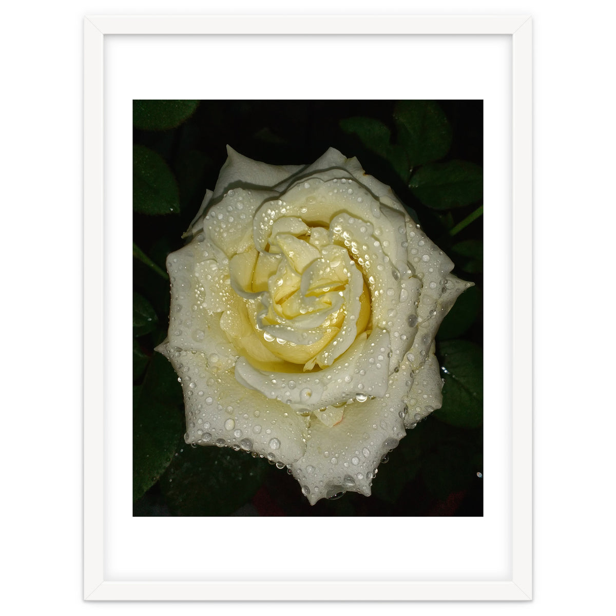 Floribunda Rose