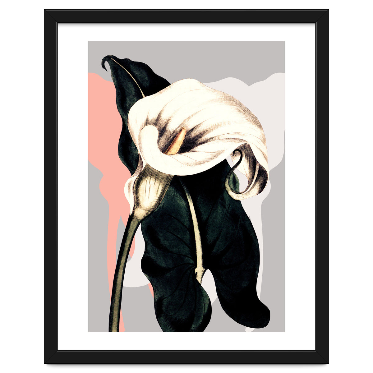 Calla lily flower