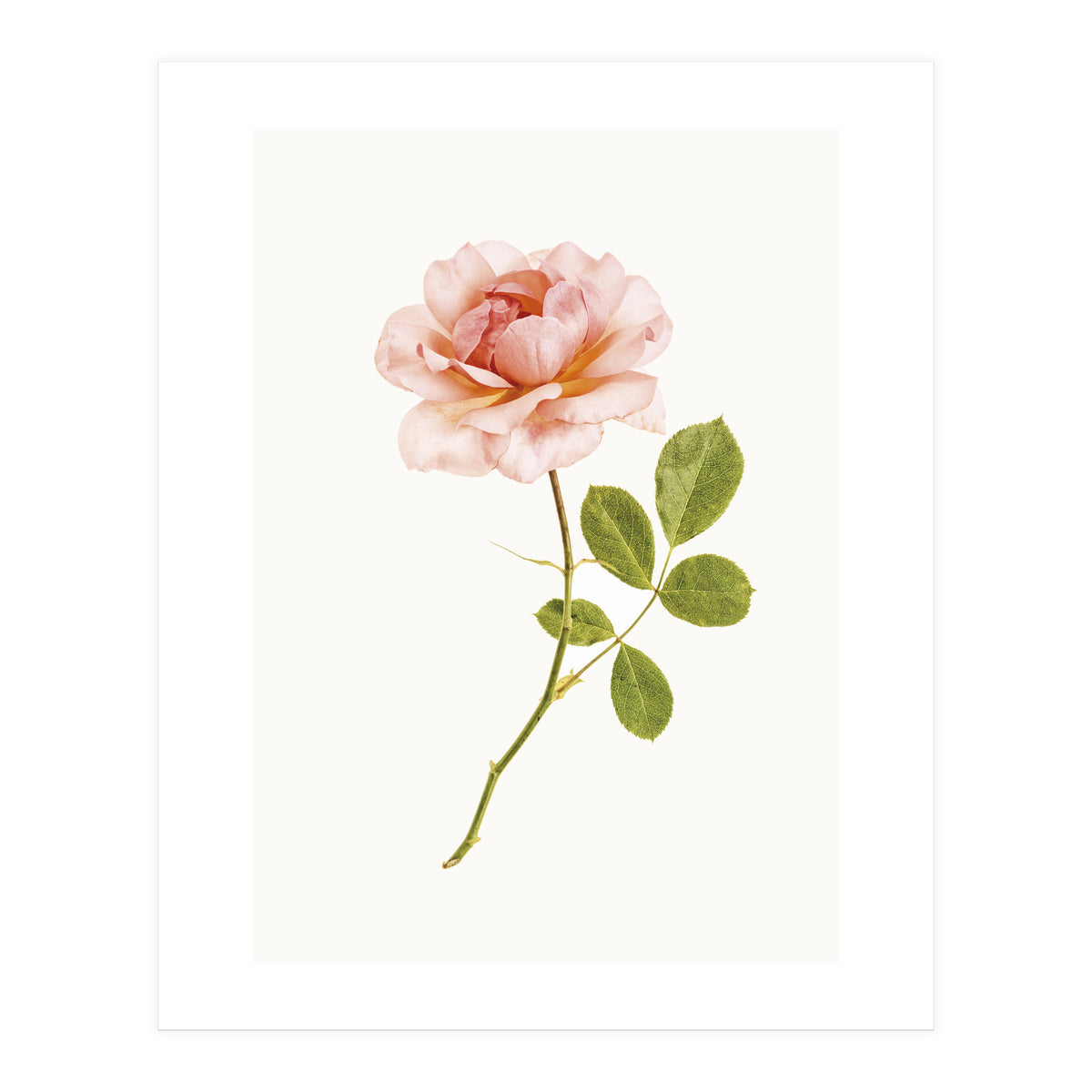 Cc Roses 01 (Print Only)