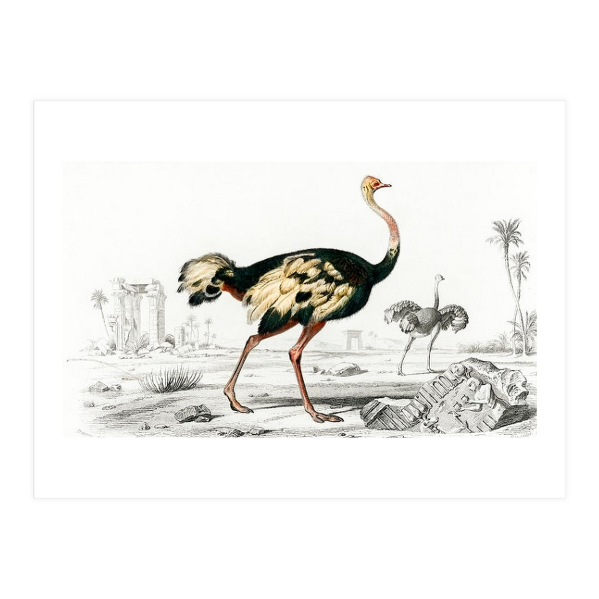 Struthio illustrated (Print Only)