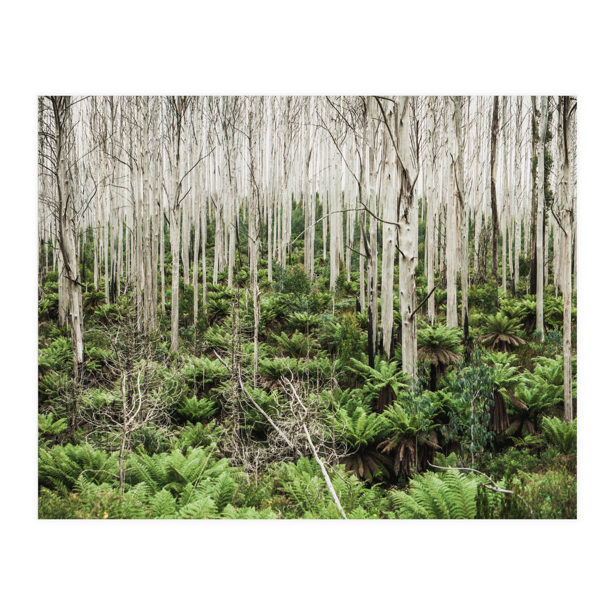 Forest After The Fire (Print Only)