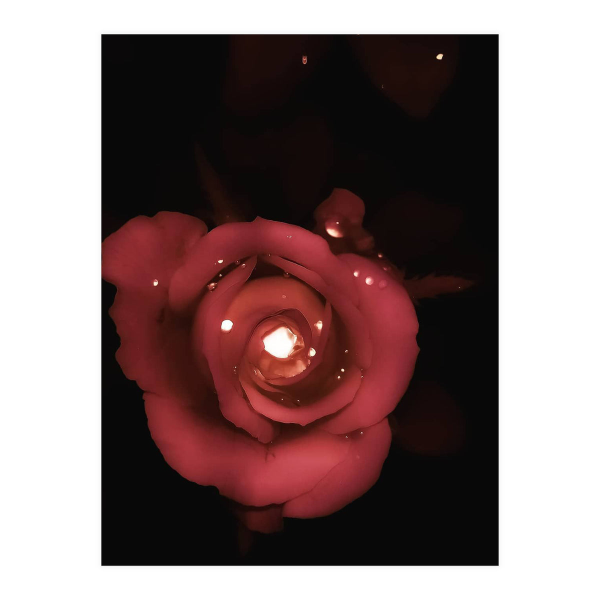 Lighting Rose (Print Only)