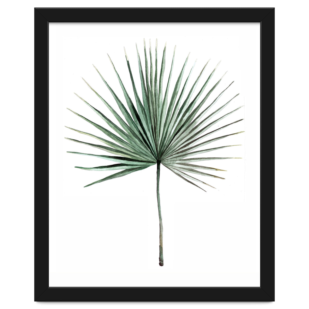 Botanical Illustration Fanpalm