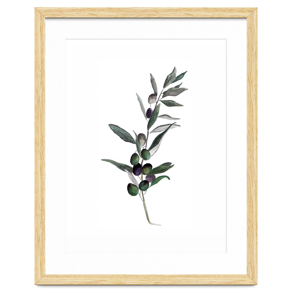 Botanical Illustration Olive