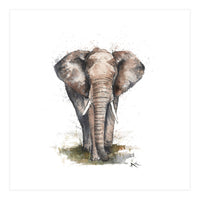 Elephant - Wildlife Collection (Print Only)