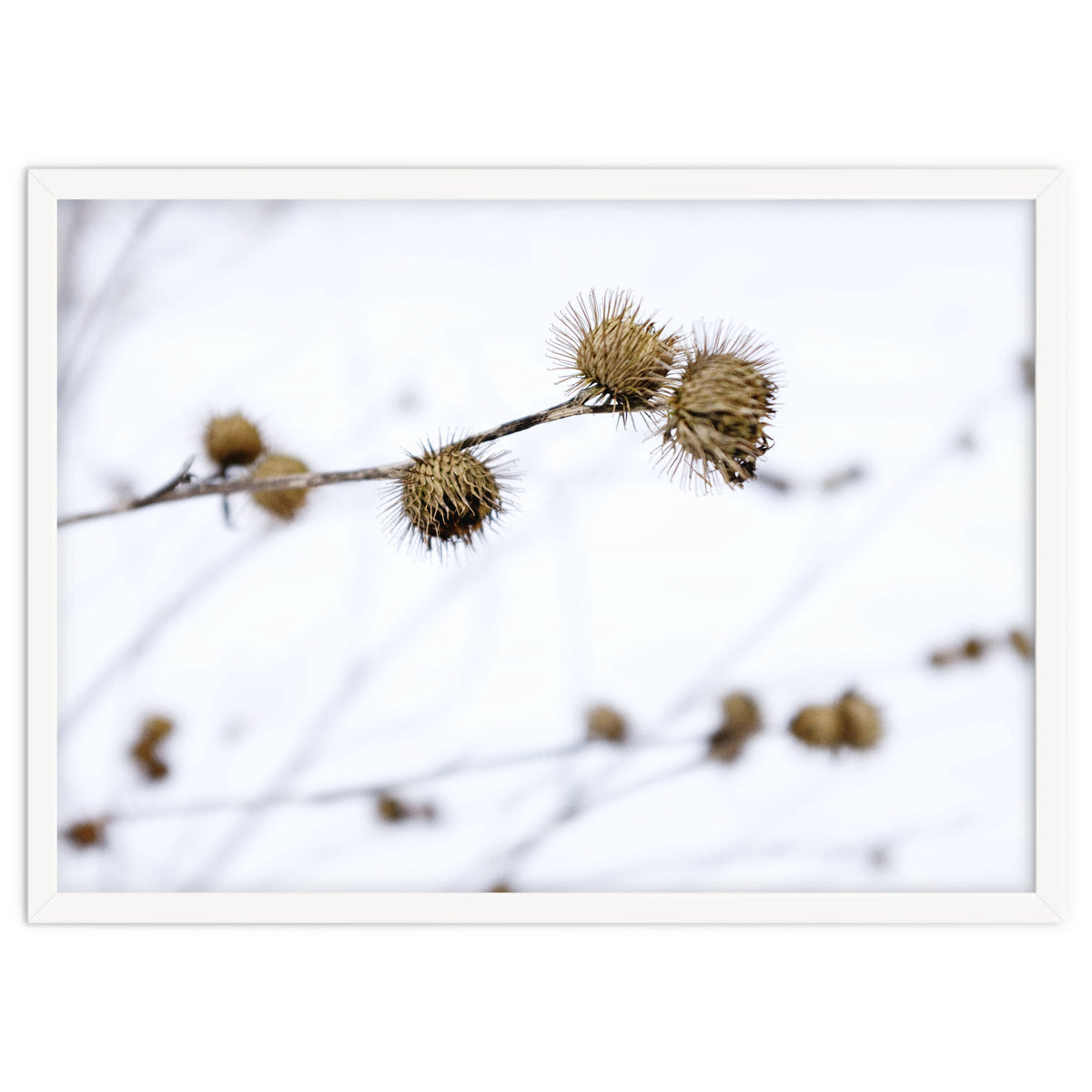 Winter Thistles