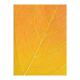 Autumn Leaf (Print Only) thumbnail