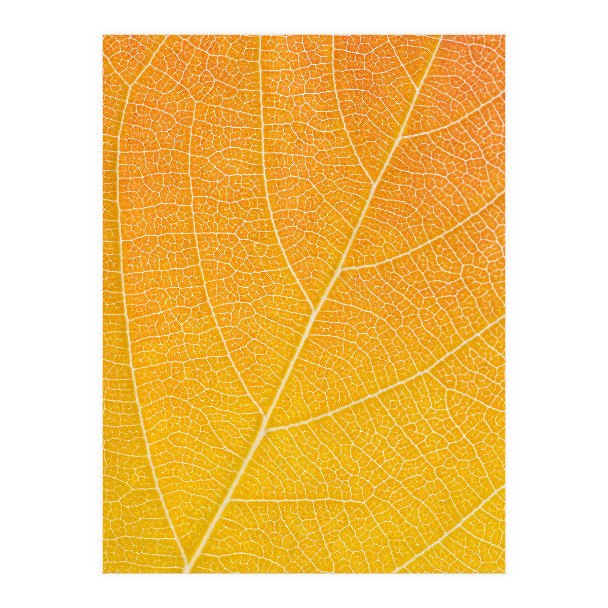 Autumn Leaf (Print Only)