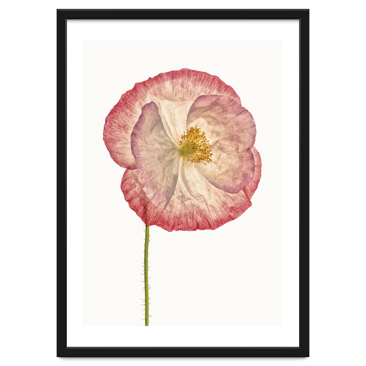 Cc Poppy 06