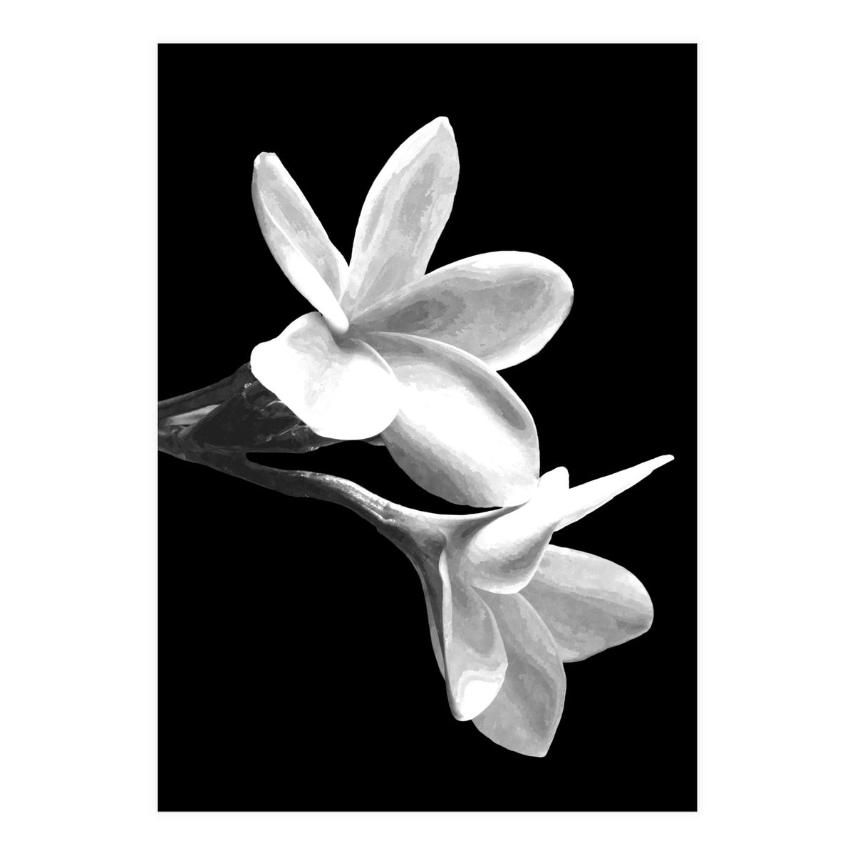 Black and White Flowers  (Print Only)