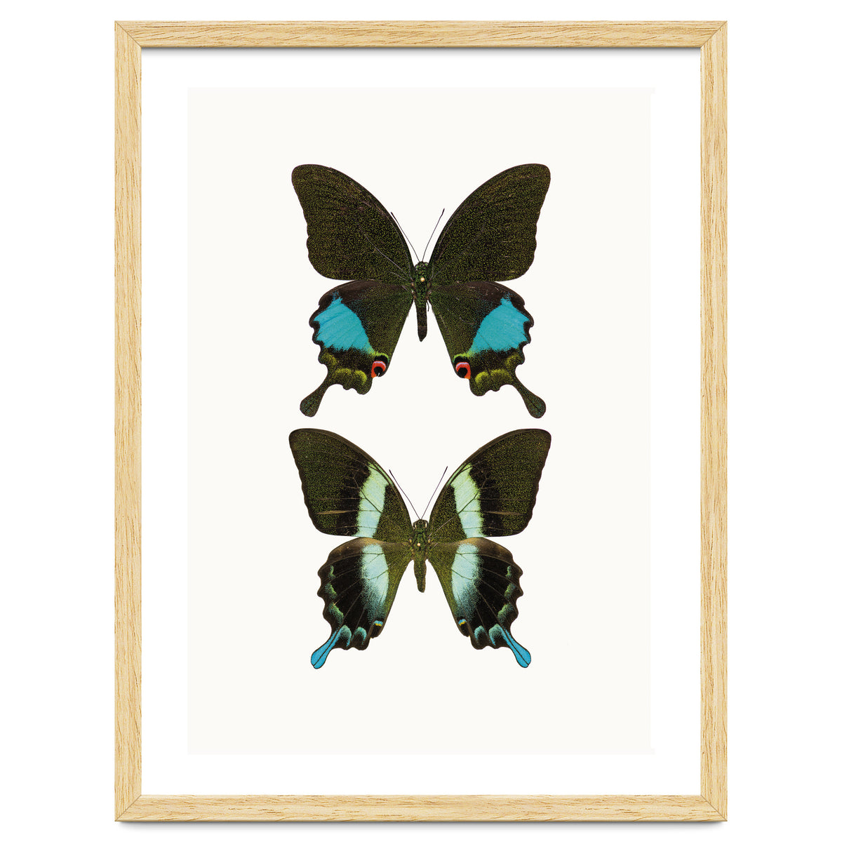 Cc Butterflies 02