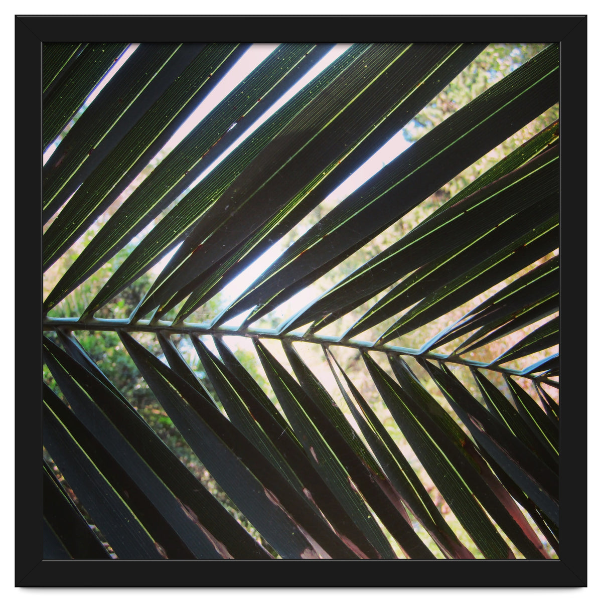 Palm leaf