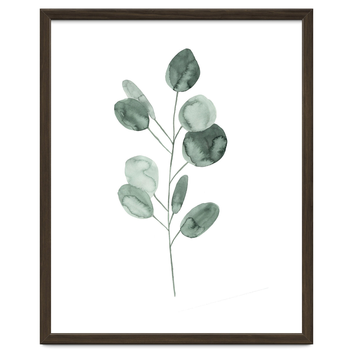 Botanical Illustration Eukalyptus2