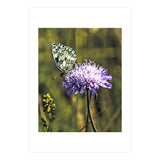 Marble white (Print Only) thumbnail