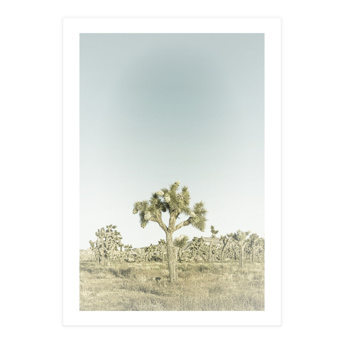 Vintage Joshua Tree  (Print Only)