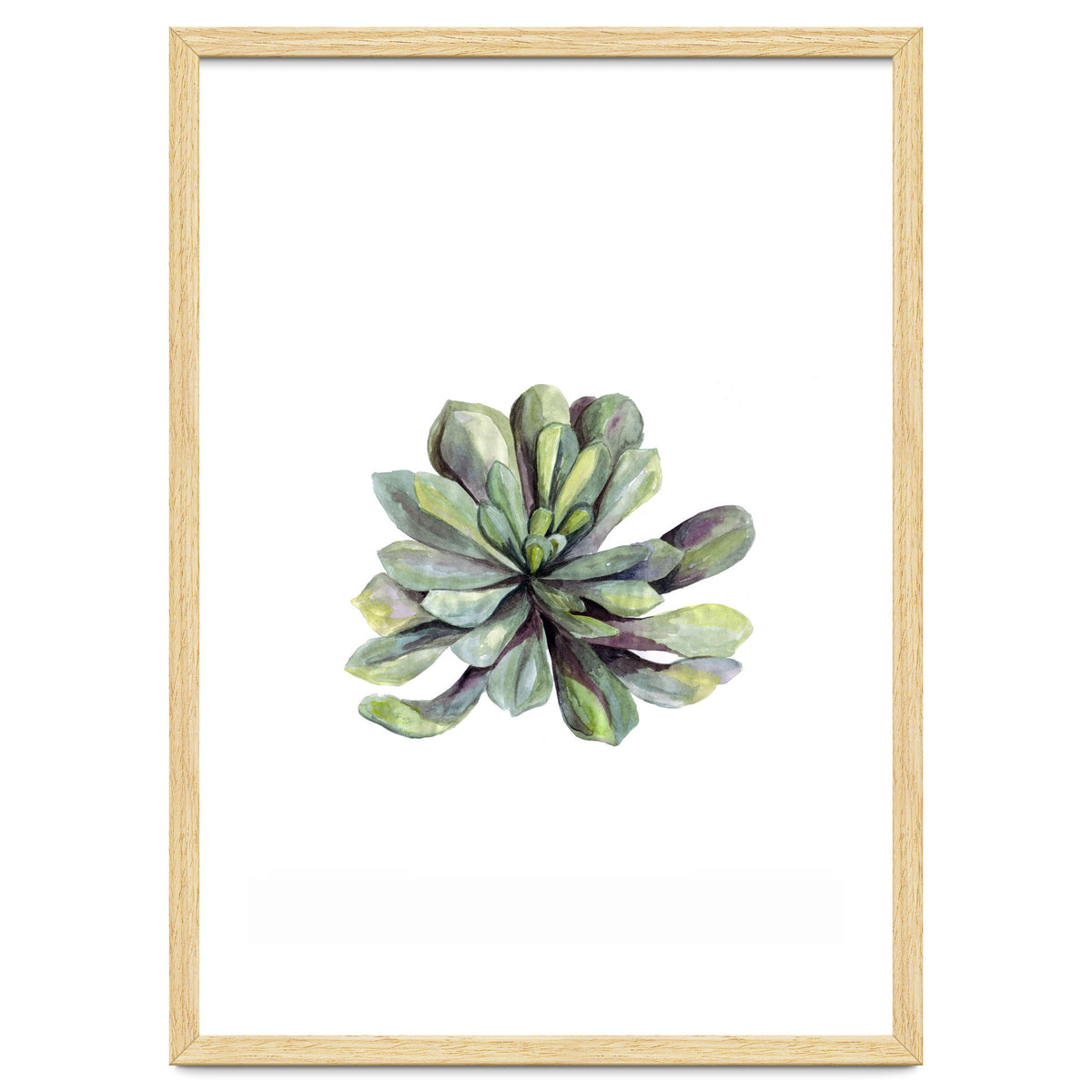 Botanical Illustration Succulent
