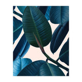Ficus Elastica 2 (Print Only) thumbnail