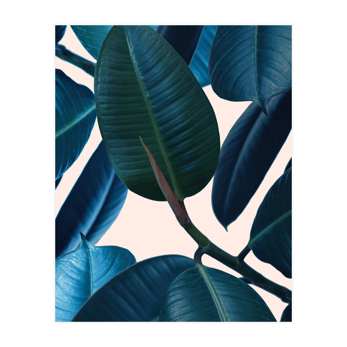 Ficus Elastica 2 (Print Only)