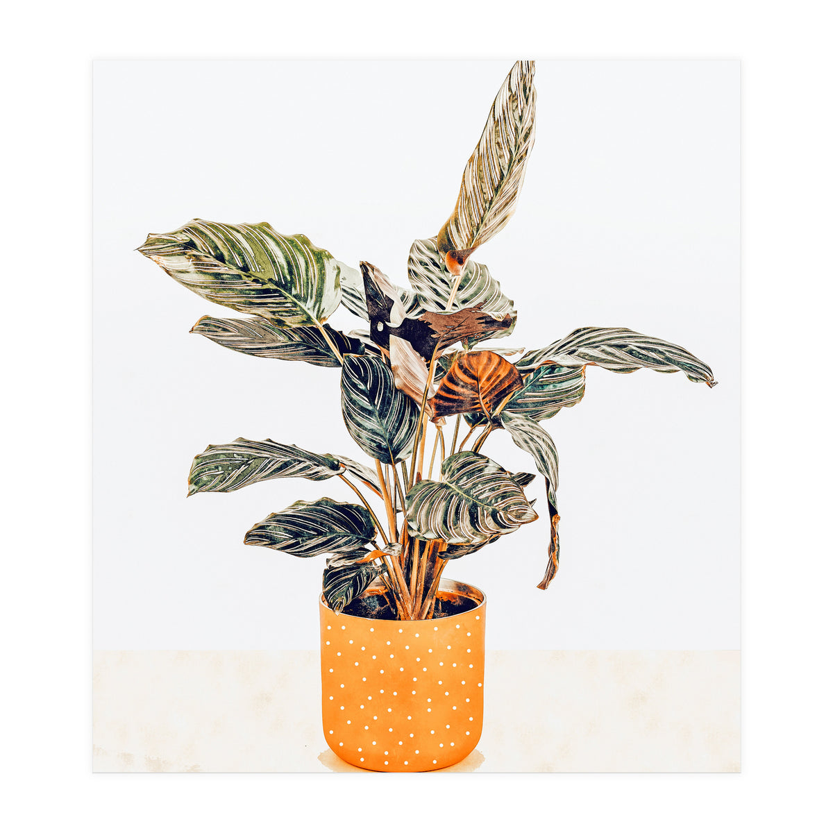 Botany II (Print Only)