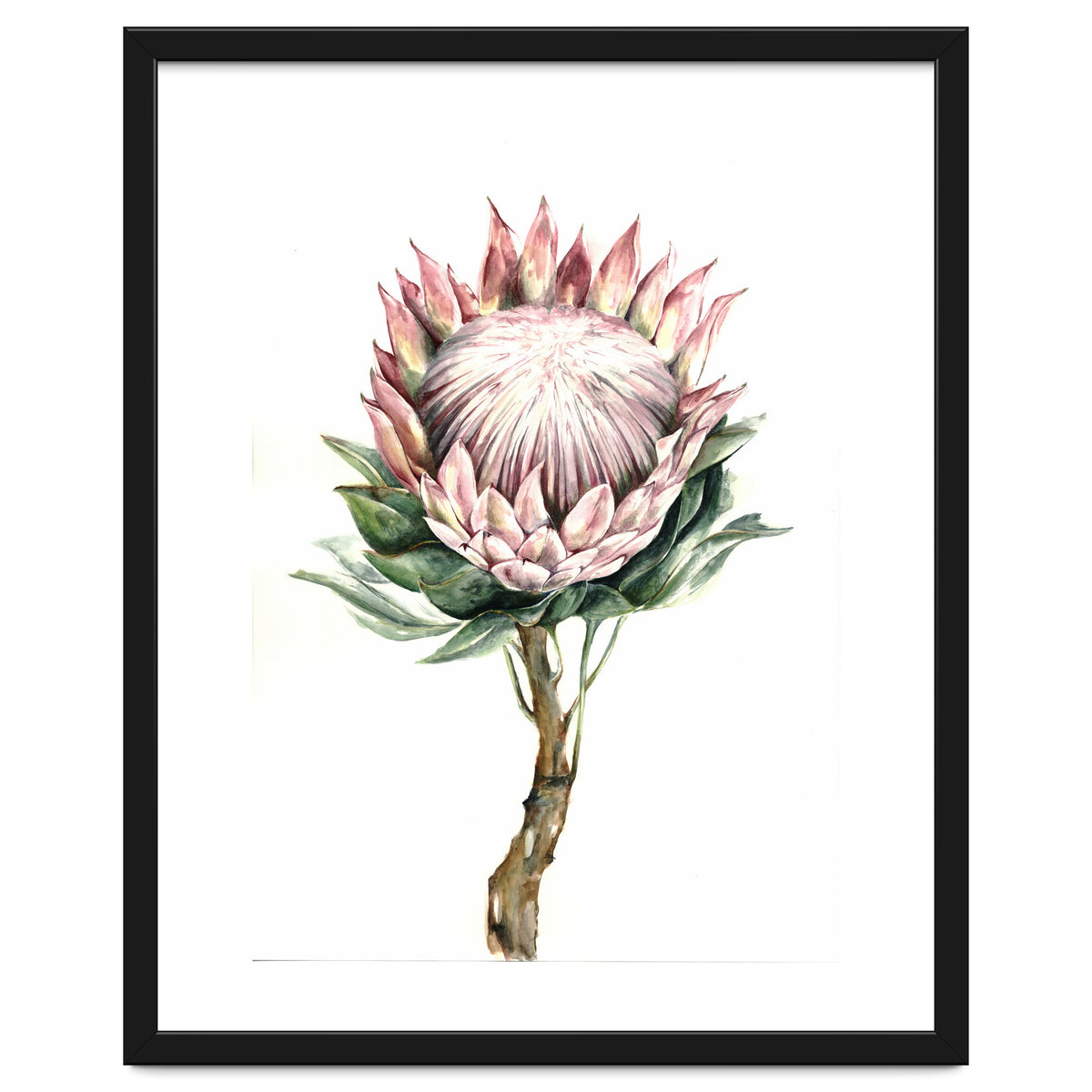 Protea