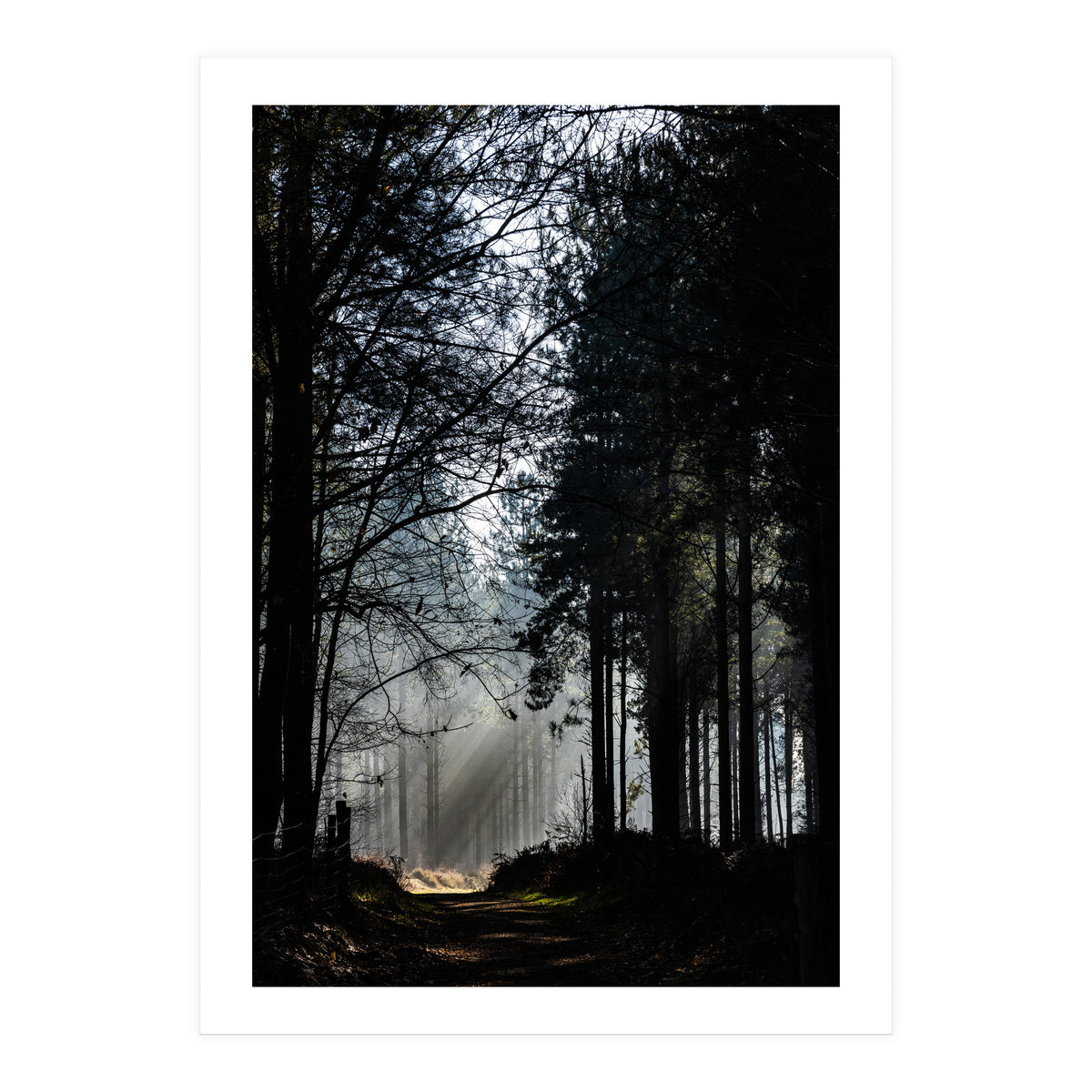 Misty Woodland Morning (Print Only)