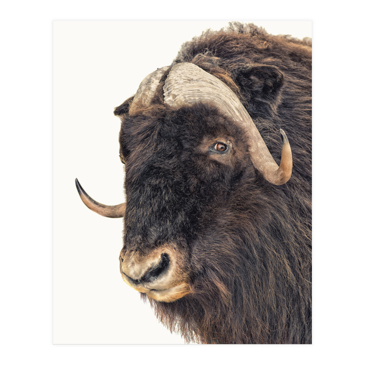 Cc Animal 02 (Print Only)