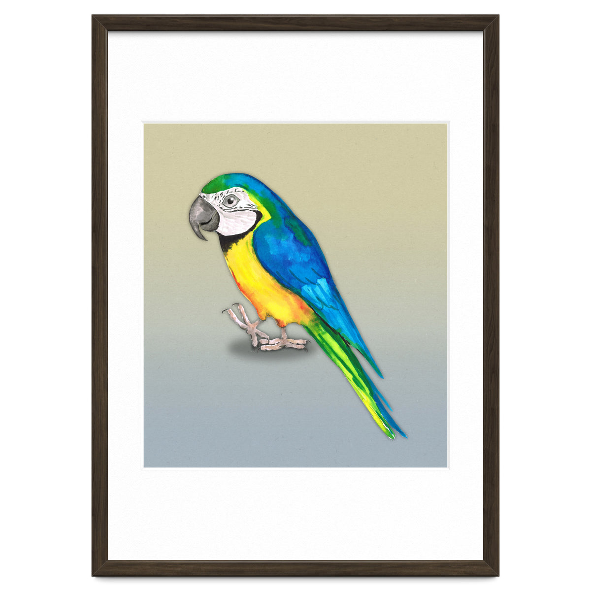 Blue and yellow macaw