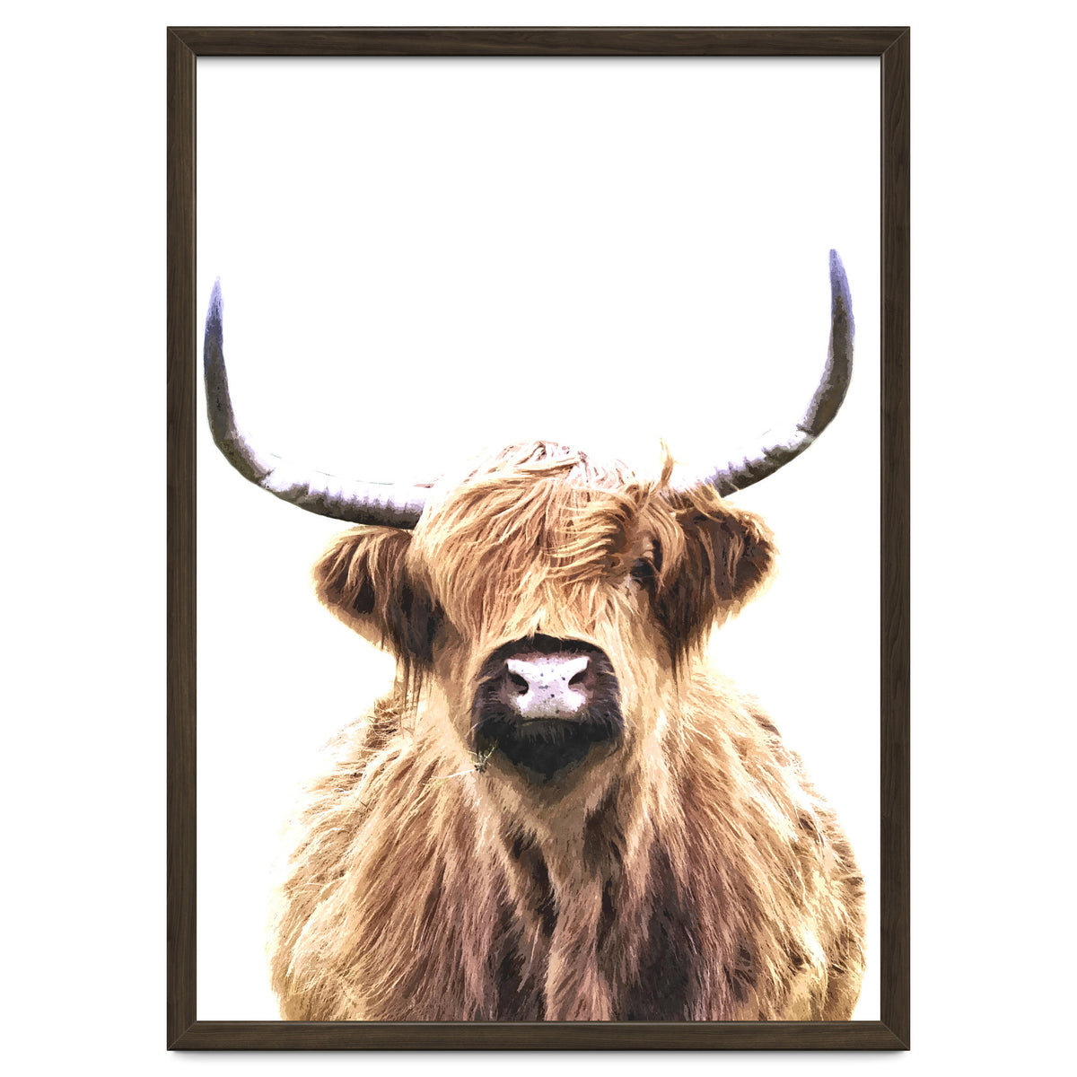 Highland Cow Portrait
