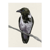 Hooded crow watercolor (Print Only) thumbnail