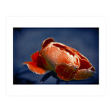 Peony Flower (Print Only) thumbnail