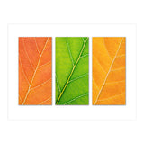 Autumn Leaves (Print Only) thumbnail