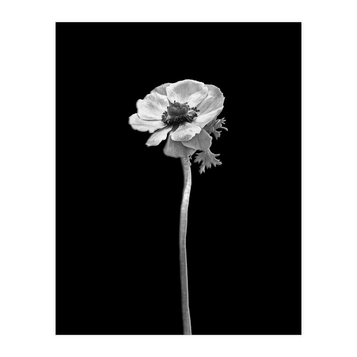 Anemone coronaria | dark design  (Print Only)