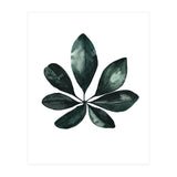 Botanical Illustration Arboricola Schefflera (Print Only) thumbnail