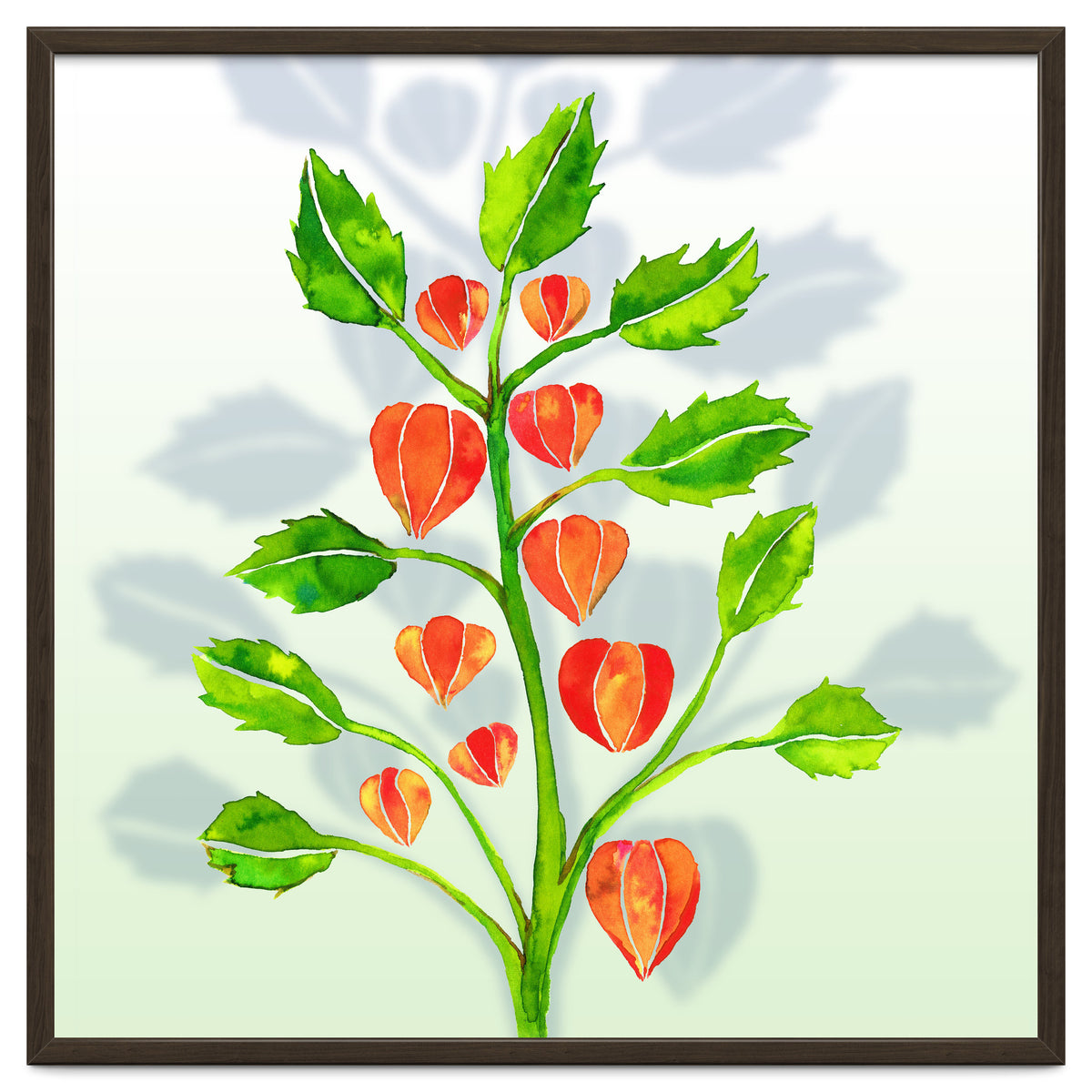 Physalis