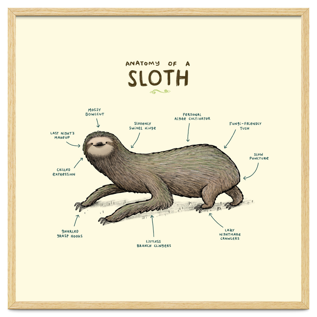 Anatomy Of A Sloth