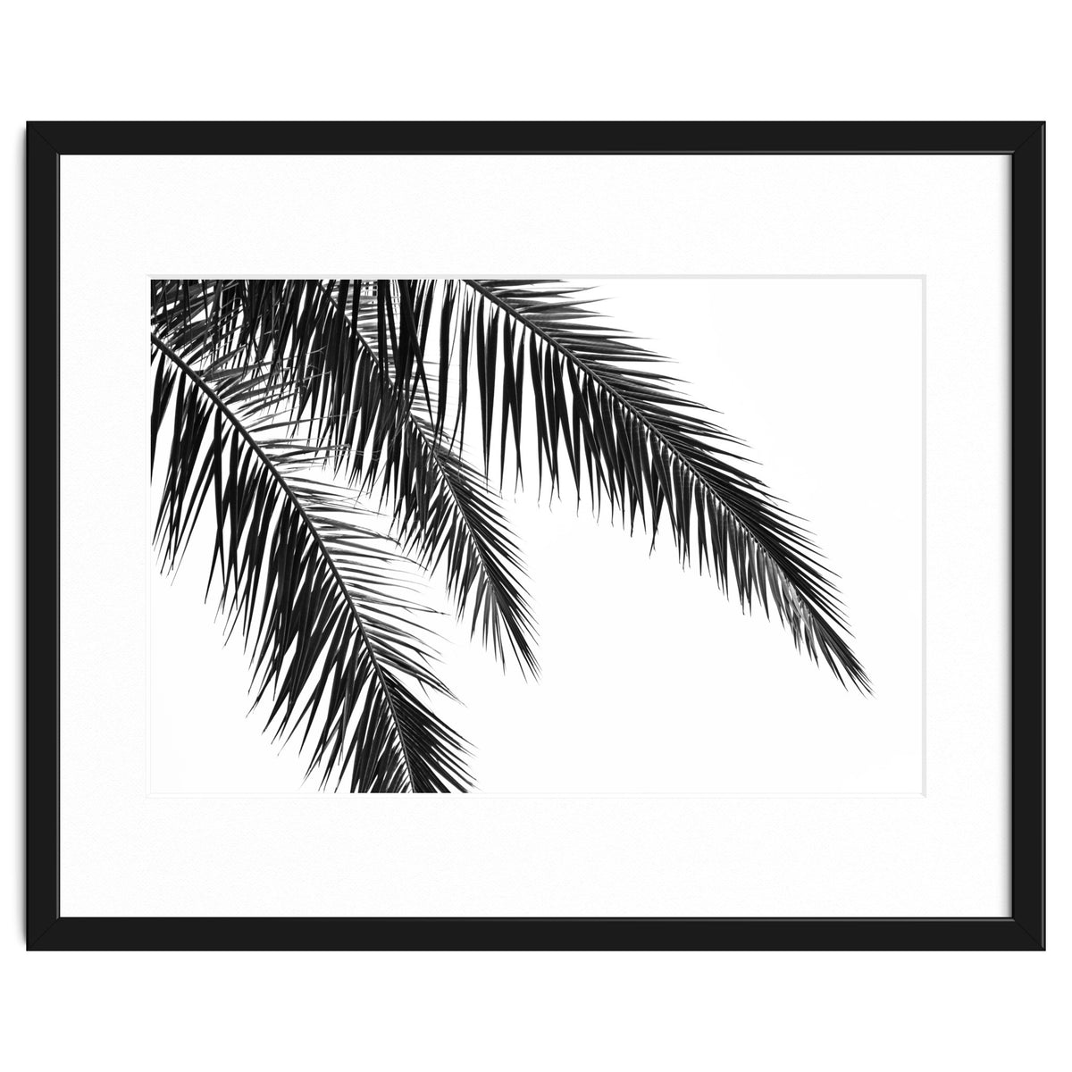Palm Leaves