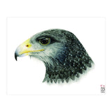 Black-chested buzzard-eagle (Print Only) thumbnail