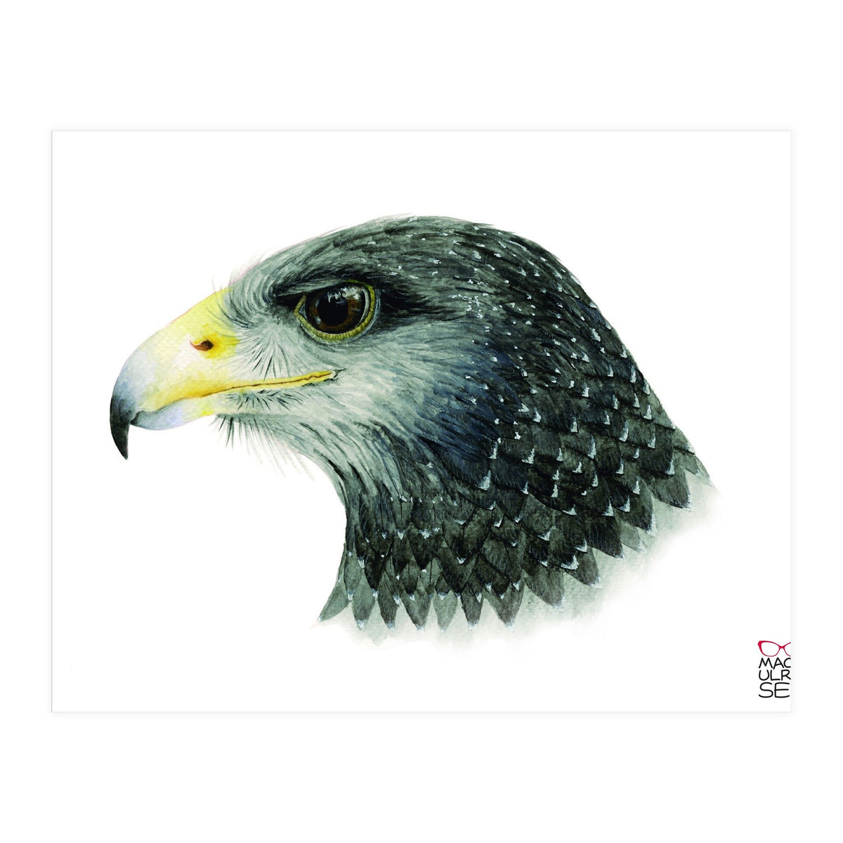 Black-chested buzzard-eagle (Print Only)
