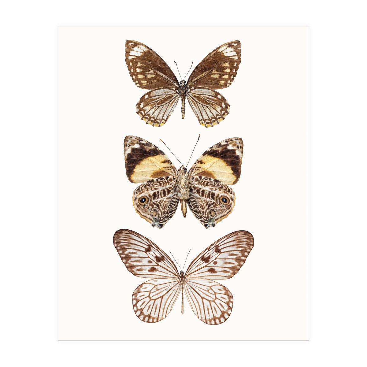 Cc Butterflies 06 (Print Only)