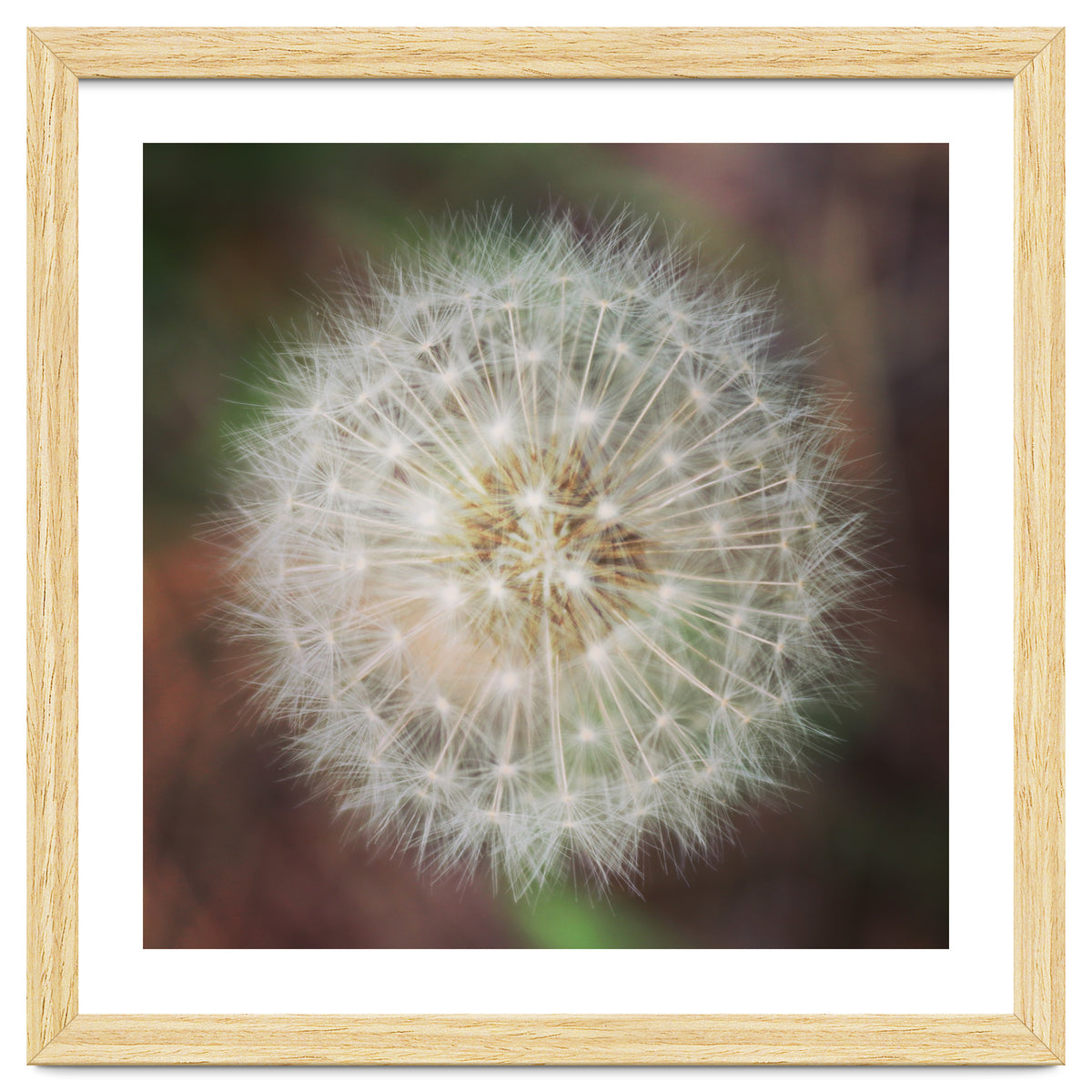 dandelion clock