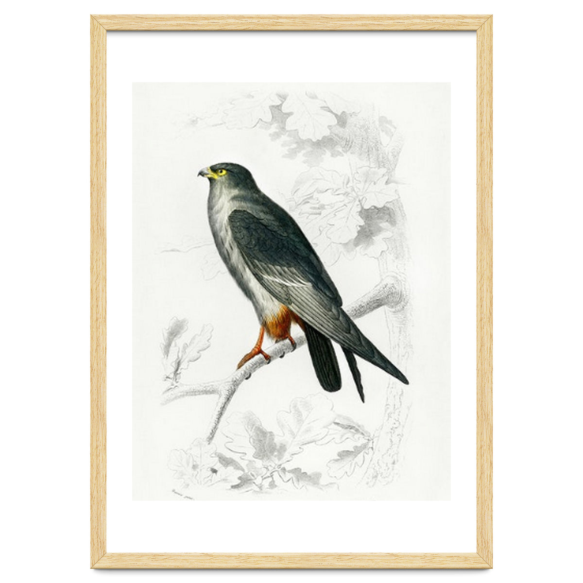 Red-footed Falcon illustrated