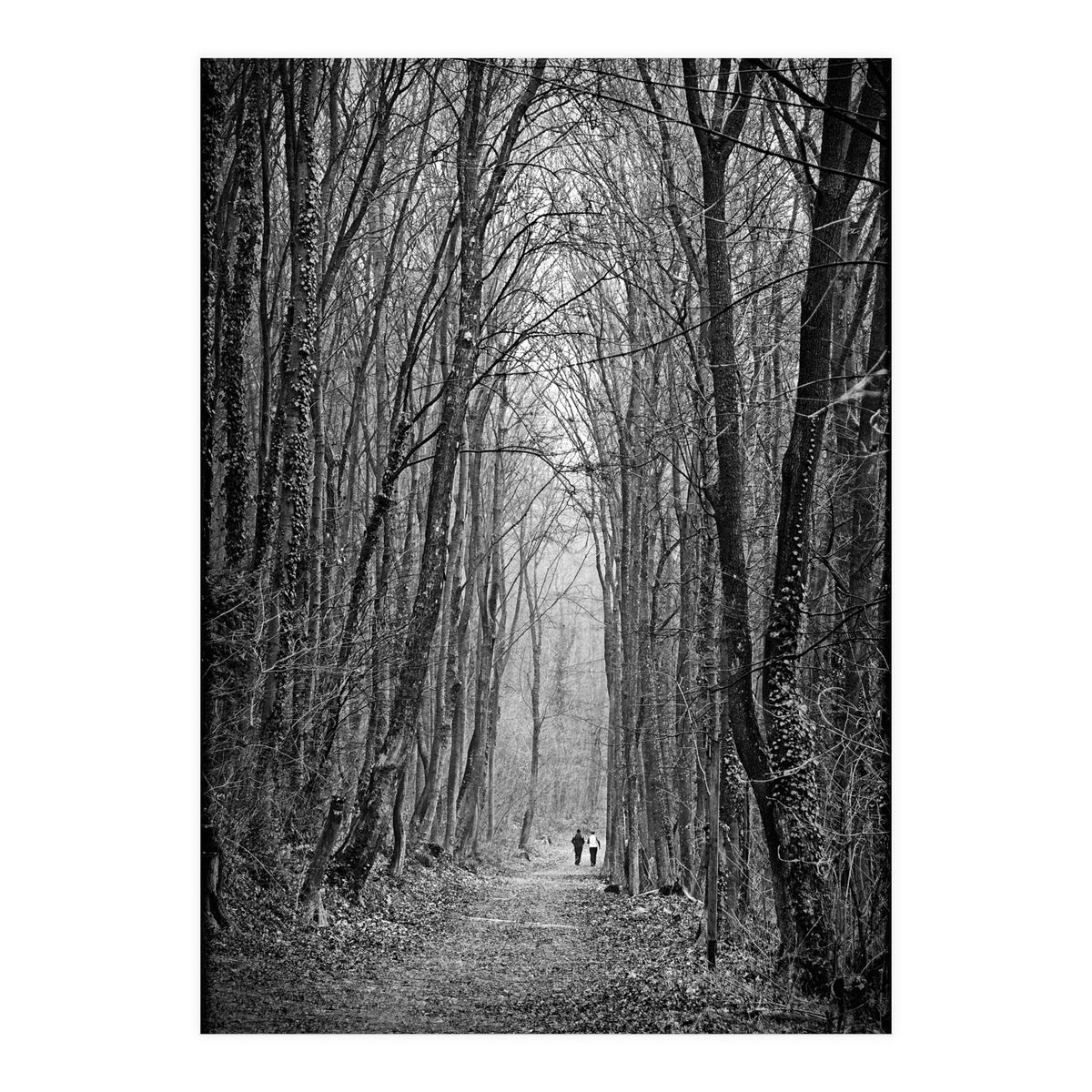 Forest path (Print Only)