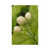 Jasmine Fragrance (Print Only) thumbnail